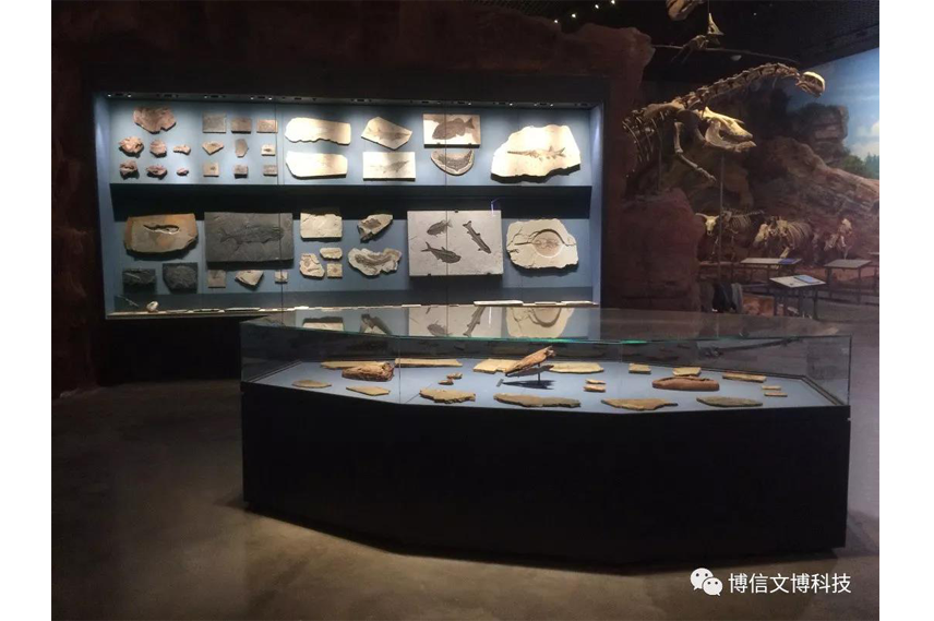 博物（wù）館展櫃