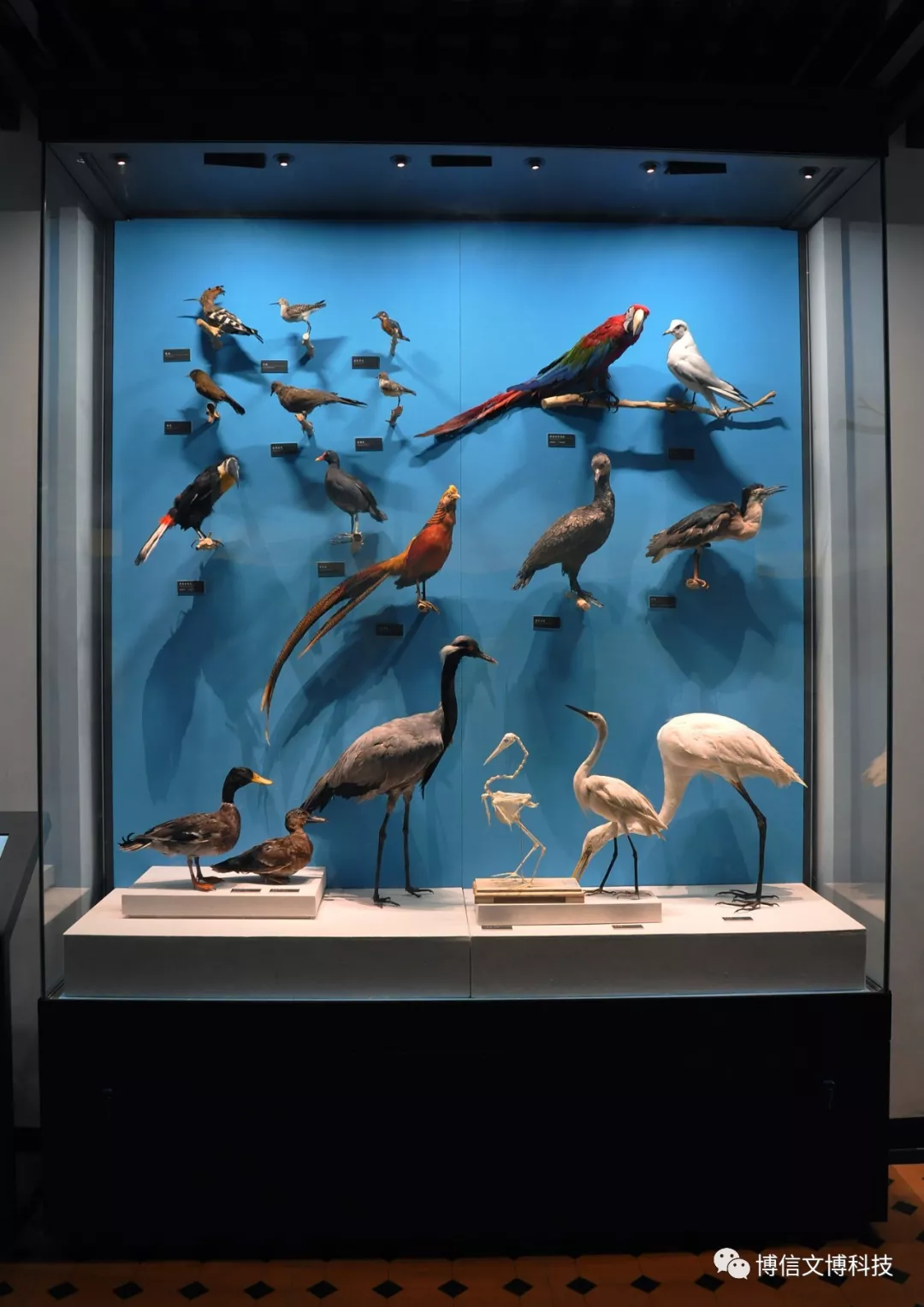 博（bó）物館展櫃